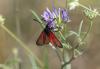 Zygaena sp.
